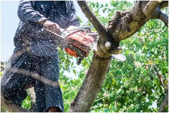 tree services Jones
